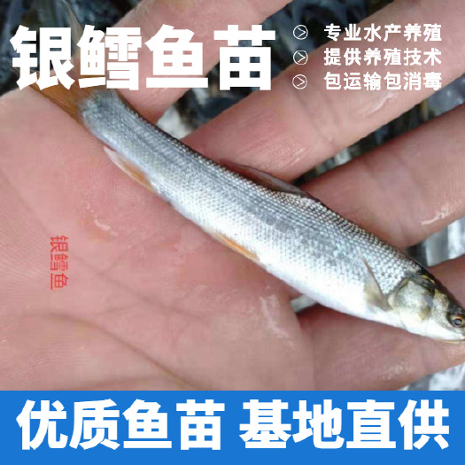 重庆市 银鳕鱼苗 鱼场批发直销包运输提供技术指导 支持货到付款。