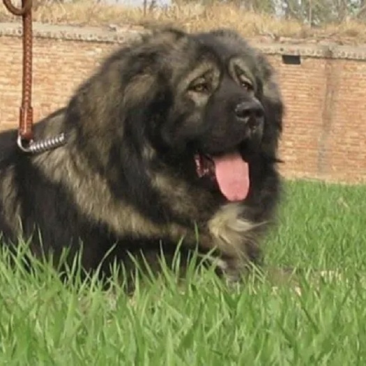 巨野县狗  高加索犬，大型犬，看家护院犬，看大型场地，支持全国发货