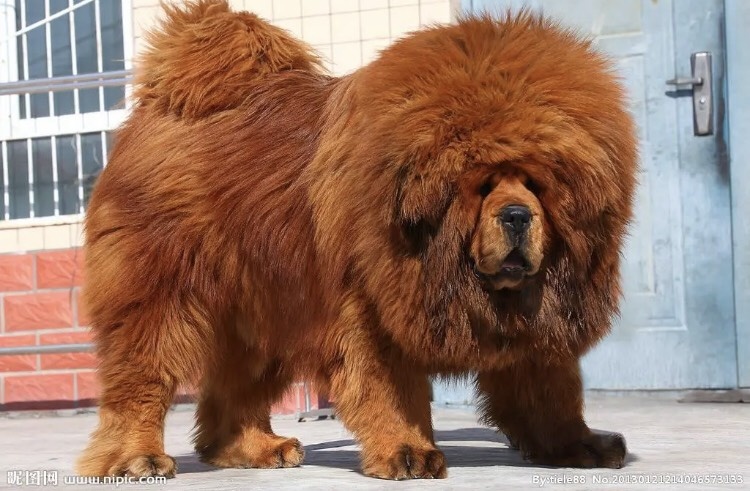 藏獒犬 大型犬 巨犬 看家护院 看大型场地 全国发货