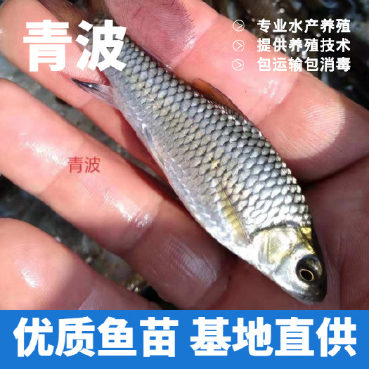 重庆市清波鱼鱼苗青波鱼苗精品中华倒刺粑苗包运输技术指导 货到付
