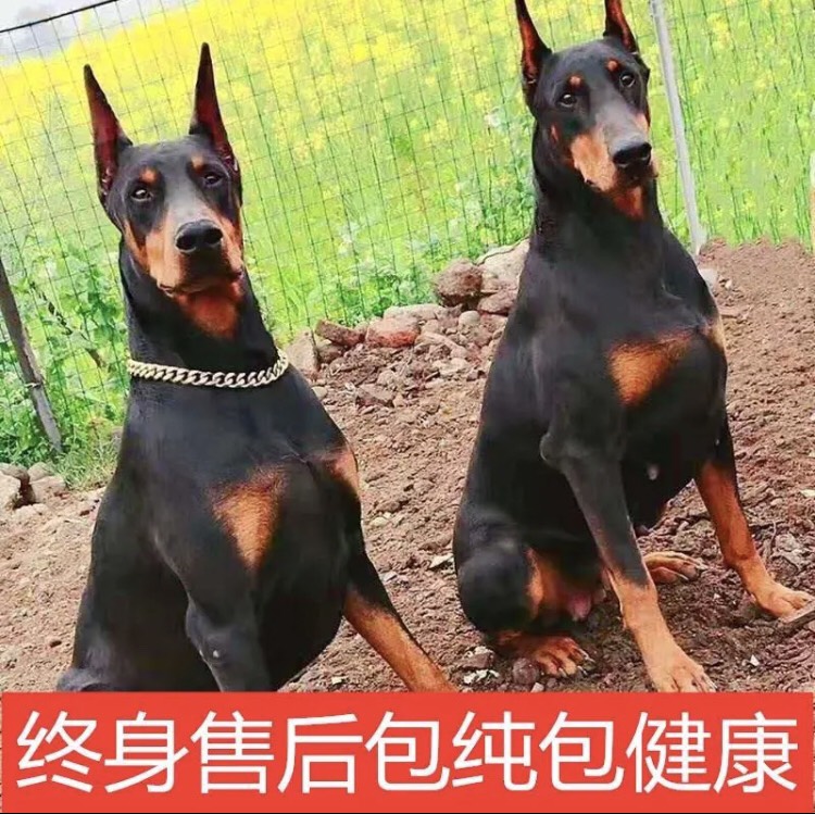 杜宾犬，工作犬，防爆犬，男人的脸面，能看家护院，支持视频挑选