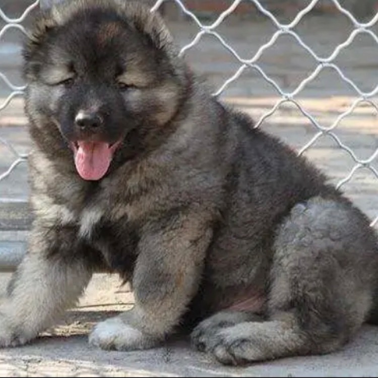 狗  高加索犬，大型犬，看家护院犬，看大型场地，支持全国发货