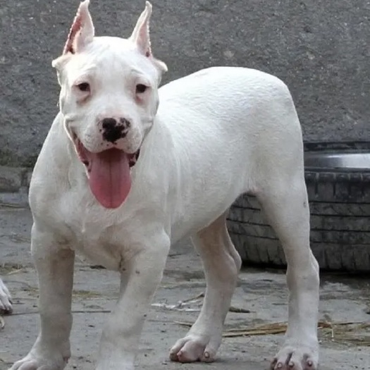 巨野县精品杜高犬 狩猎犬 比赛和斗犬伴侣犬