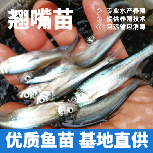 丰都翘嘴白鱼苗 翘嘴苗 优质翘嘴鱼苗鱼场批发直销 包运输技术指导 货到付款