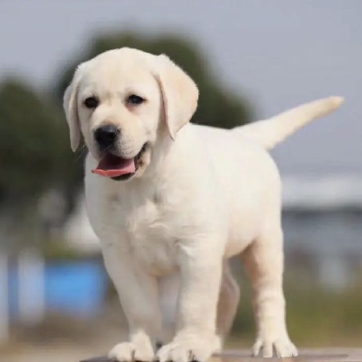 拉布拉多犬，宠物犬，导盲犬，看家护院犬，支持视频挑选