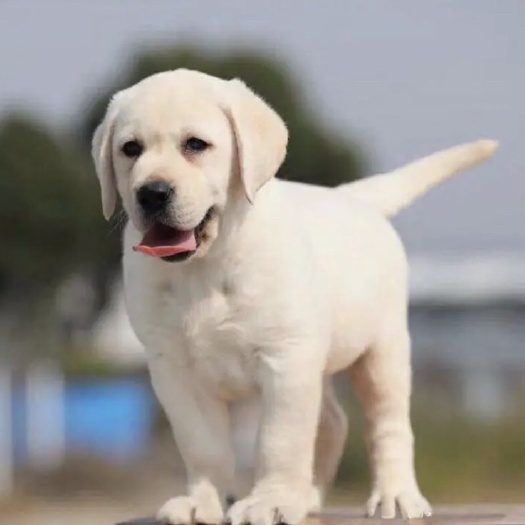 巨野县拉布拉多犬，宠物犬，导盲犬，看家护院犬，支持视频挑选