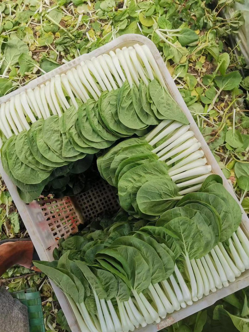 广州 小白菜苗