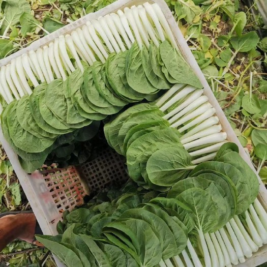 广州 小白菜苗