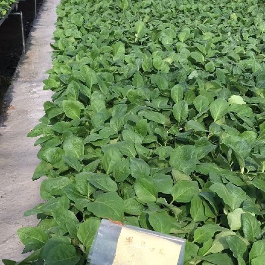 遂溪县茄子苗  烧烤茄苗