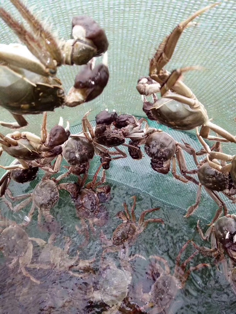 高淳精品大闸蟹 原产地直发