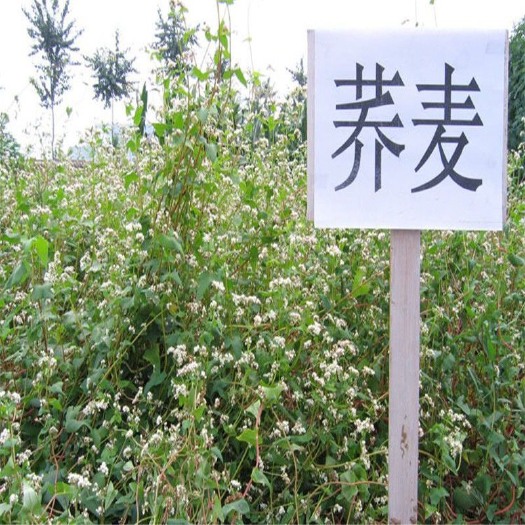 杭州甜荞麦种子苦荞麦种子可做蜜源可食用产量高四季可播