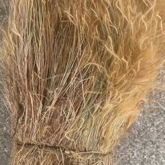 玉林金丝草、两斤起发货、支持线上交易、量大从优