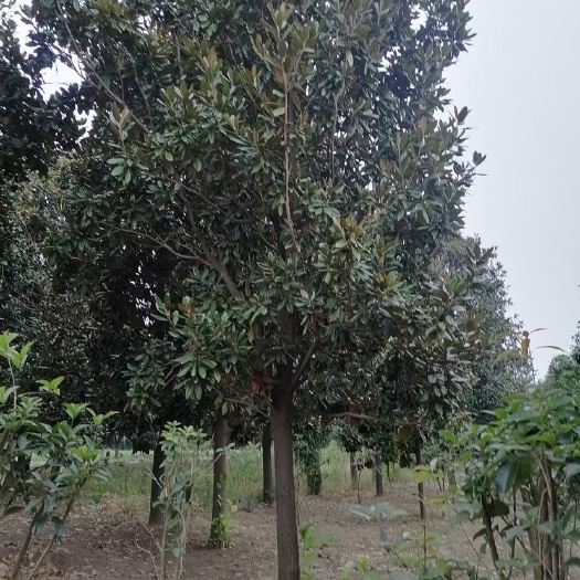 南召县广玉兰，玉兰树，15到20公分，各个规格，树好，有量，不贵