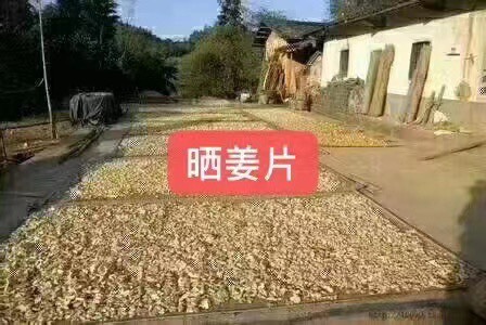 英德市 小黄姜粉