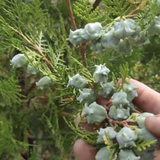 茂县柏树果 