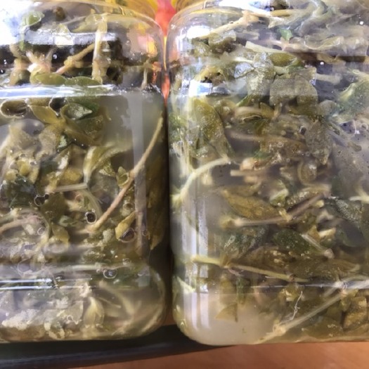 贵阳山野菜 .酸汤狗牙半