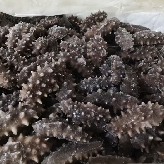 霞浦县海刺参  福建即食海参加工厂支持贴牌定制代发（8-60头）好口感