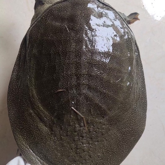 德清县珍珠鳖 外塘甲鱼