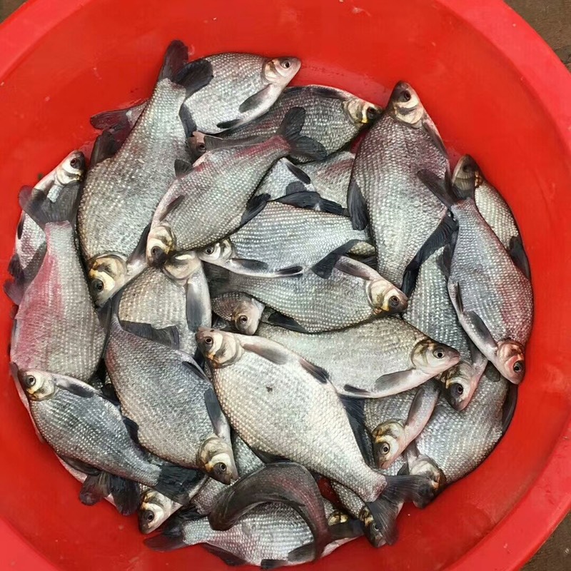 大口鯰魚 花鯰6.8元一斤