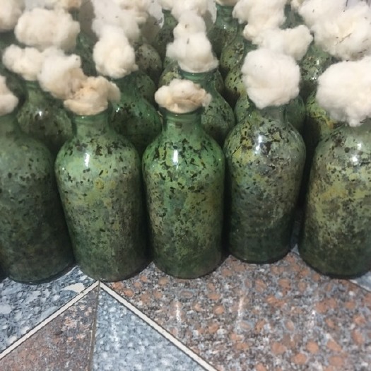 青川县羊肚菌菌种 原种
