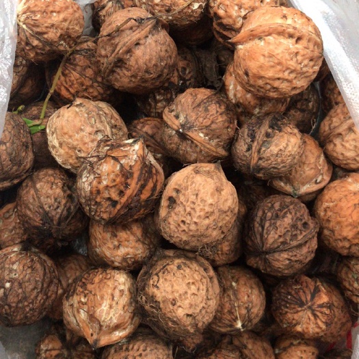 洱源县青皮核桃 新鲜核桃