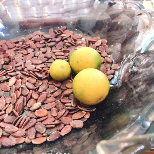 融安县滑皮金桔 太阳果