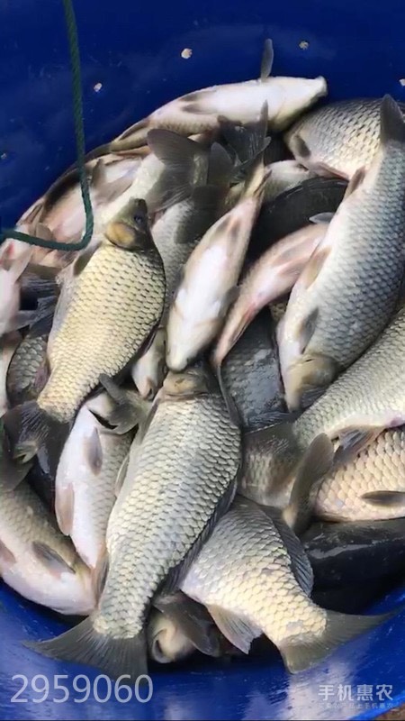 大口鯰魚 花鯰6.8元一斤