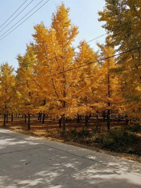 邳州市18公分银杏树，量大价优，基地直销！