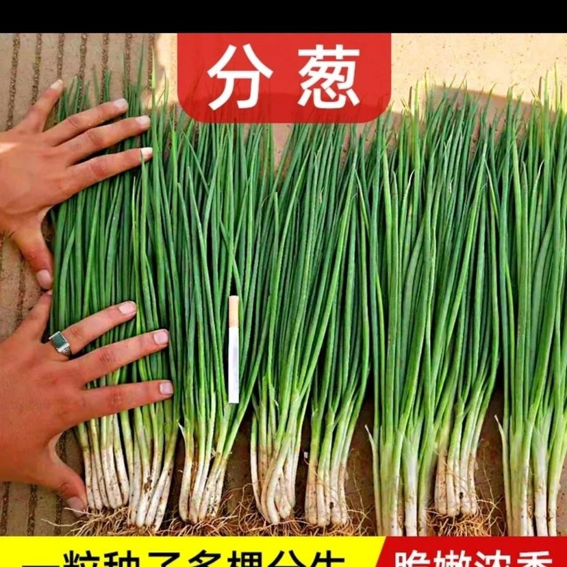 四季小香葱种子500克分葱种子春夏秋冬阳台盆栽小葱种籽蔬菜种