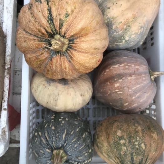 蚌埠蜜本南瓜  今年南瓜饭瓜大量有货