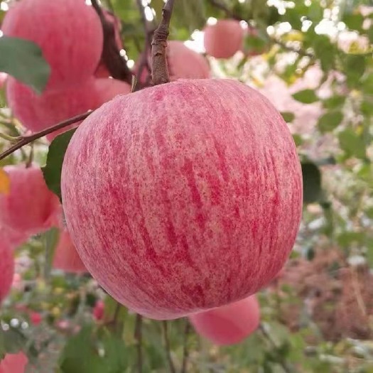 红富士苹果  烟台条纹苹果