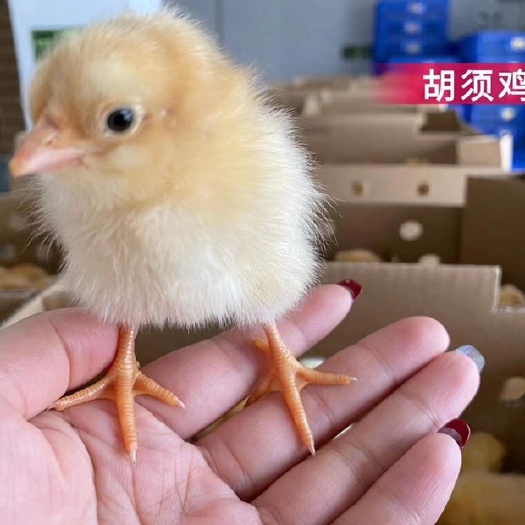广州土鸡苗  鸡苗