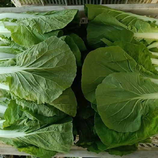南通上海青 青菜白菜断货！