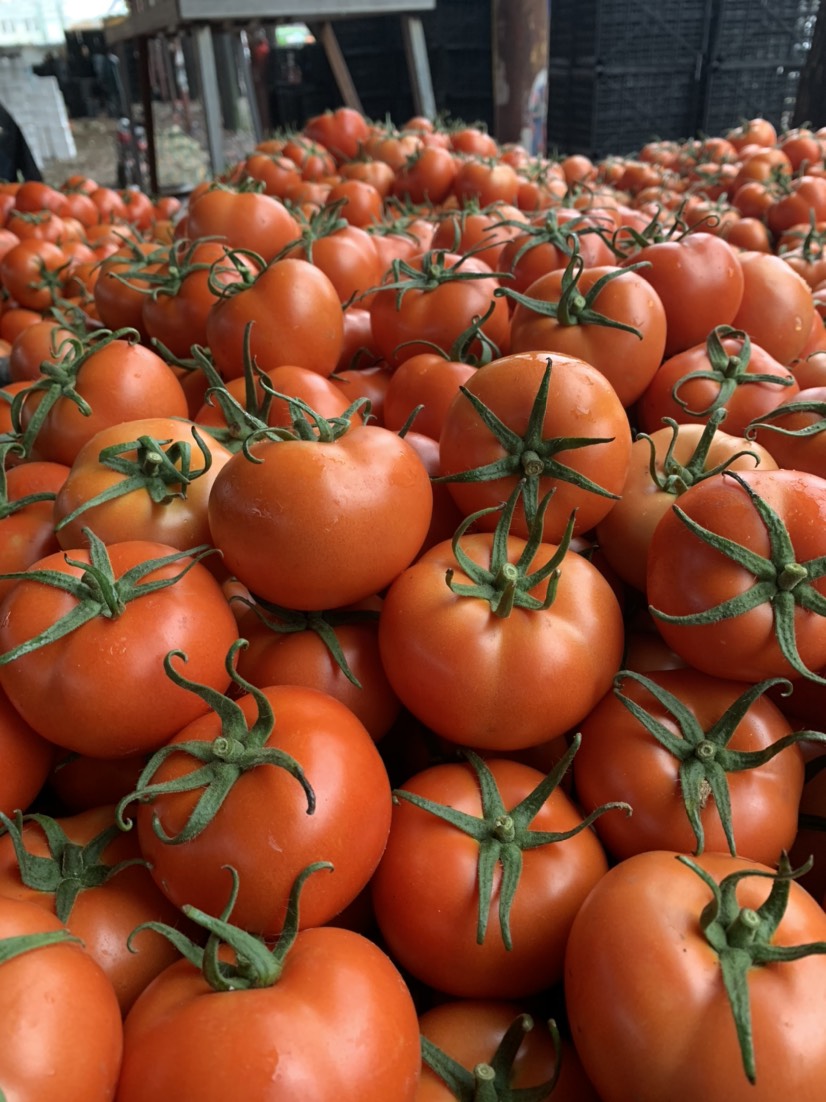 山东聊城大红西红柿 级果 串果 单果 小果 量大供应物美