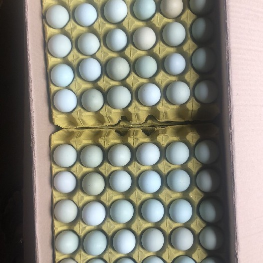 麻城市源发绿壳蛋虫草蛋