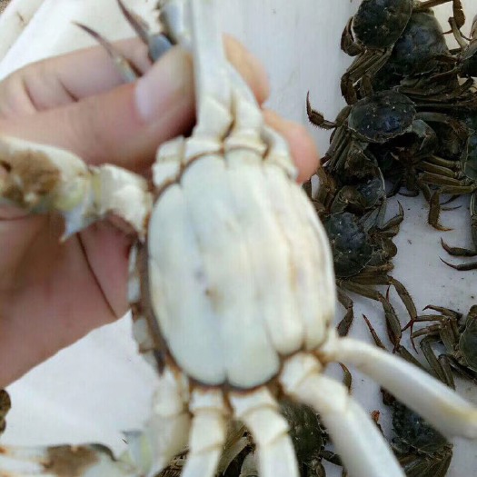 淮安精品大闸蟹