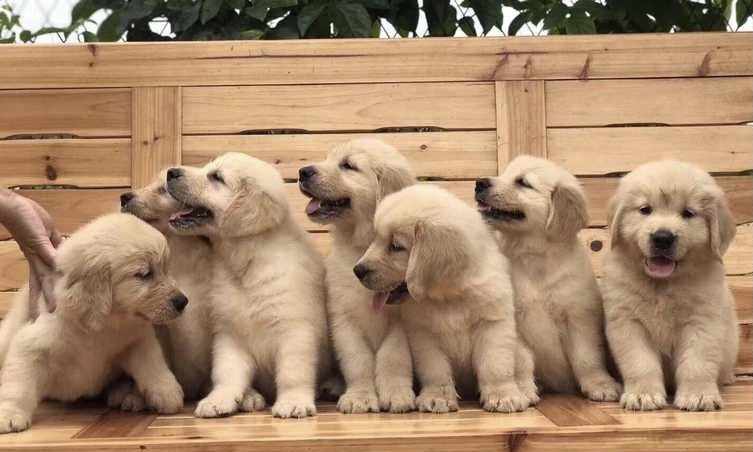 郓城县出售精品金毛犬，品相非常好，疫苗驱虫已做好，价格优惠，需要联