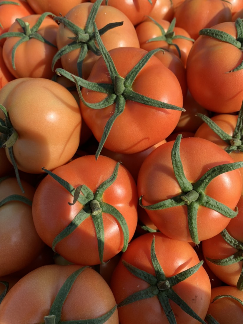 山东聊城大红西红柿 级果 串果 单果 小果 量大供应物美