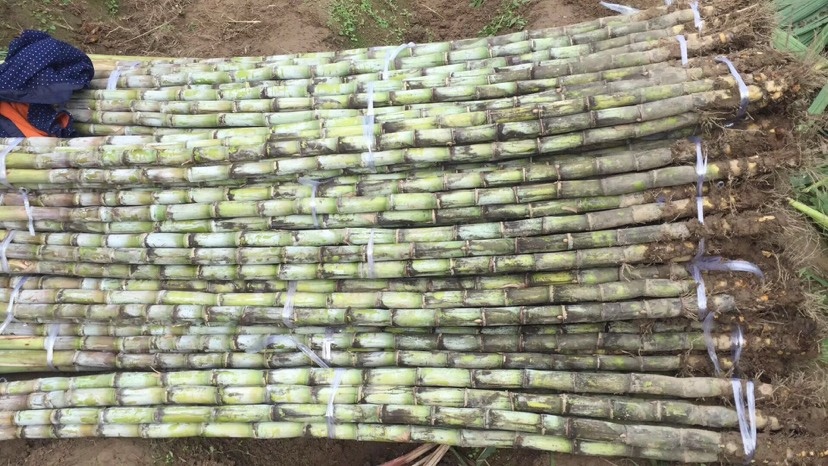 陶山甘蔗 陶山果蔗自产自销 青皮甘蔗温州正宗陶山甘蔗