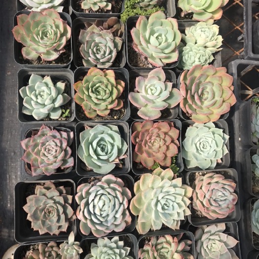 昆明多肉植物  月影杂混搭拼箱