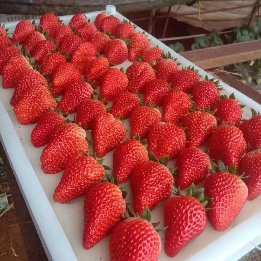 庄河市红颜草莓  红颜九九牛奶草莓现摘现发新鲜孕妇微商电商一件代发
