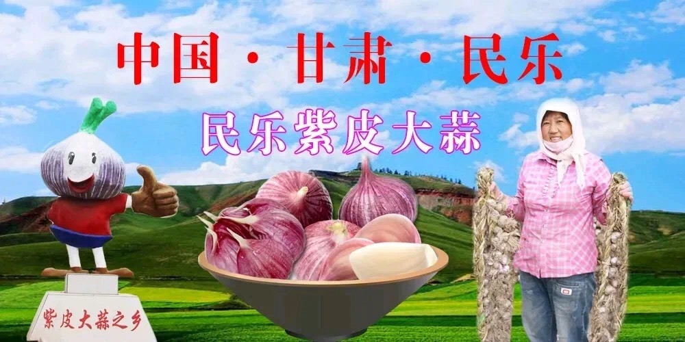 紫皮蒜  甘肃民乐县紫皮大蒜