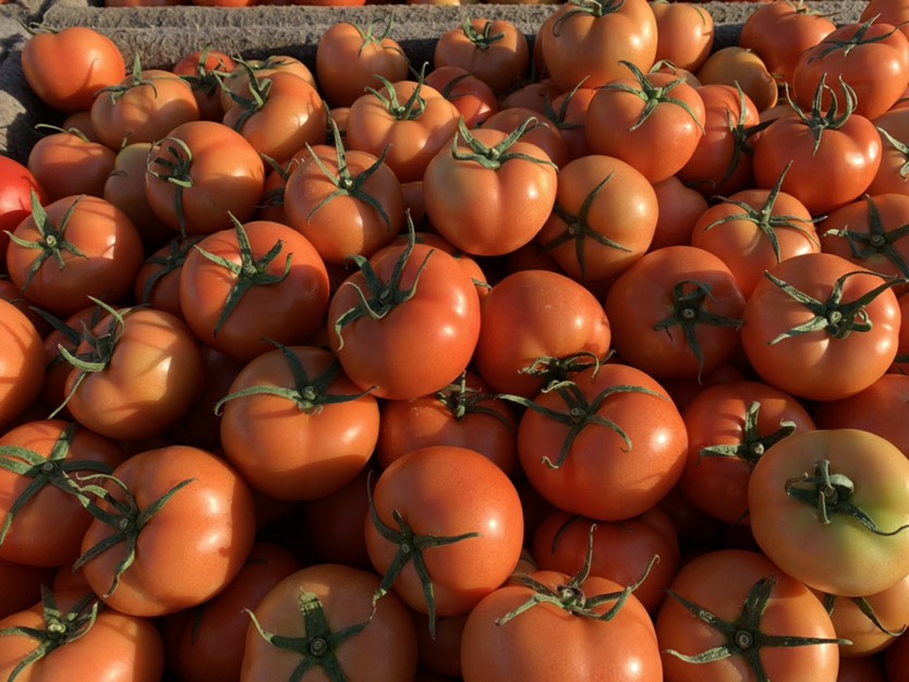 山东聊城大红西红柿 级果 串果 单果 小果 量大供应物美