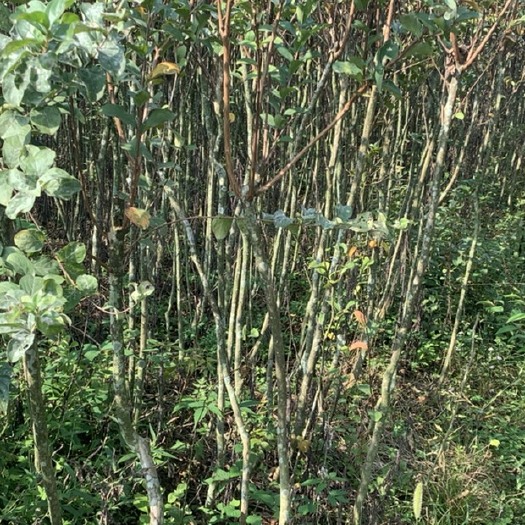 阆中市紫薇便宜处理给钱就卖