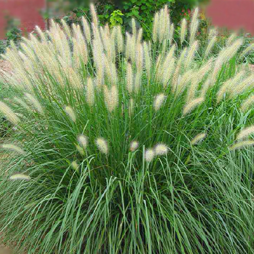 沭阳县狼尾草 lang尾草盆栽庭院花镜植物观赏茅草耐热寒多年生宿根大