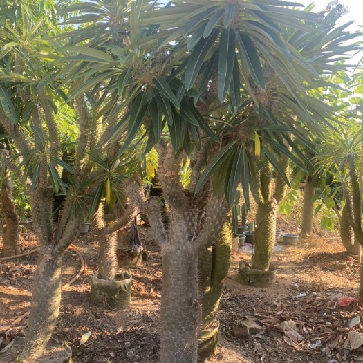 漳州仙人掌 非洲霸王树景观工程苗木