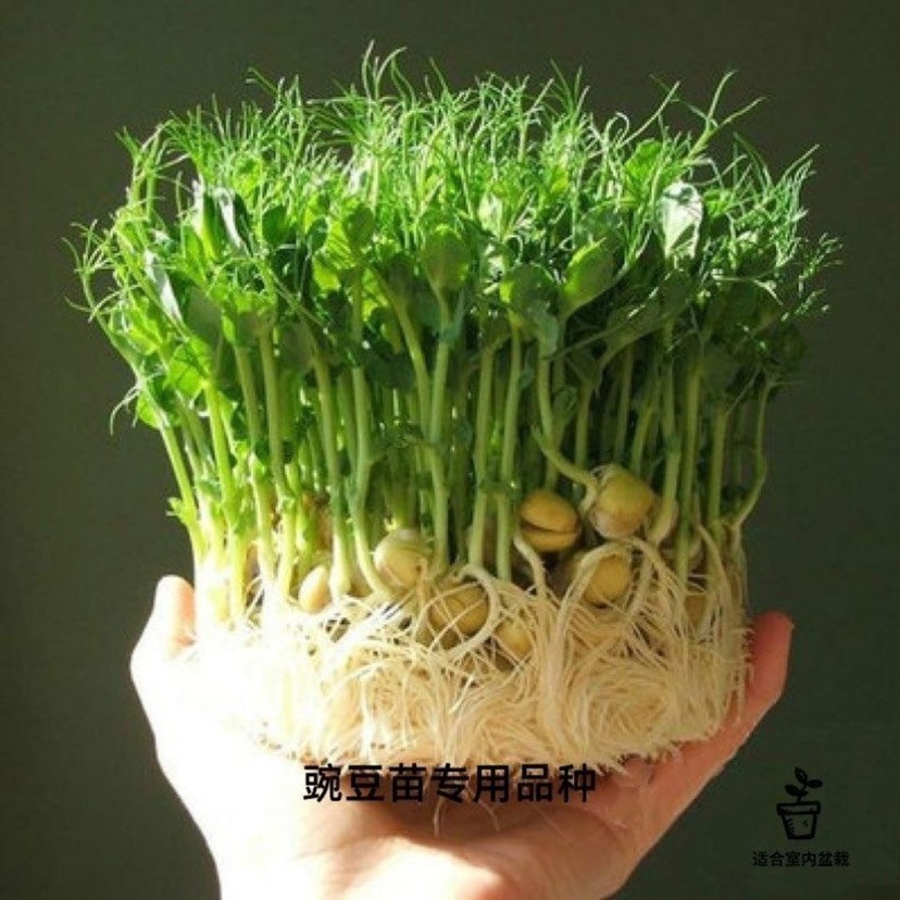 㶹  㶹㶹Ĵ㶹