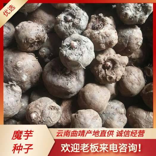 富源县魔芋种子  魔芋二代种 50g到400g，周边送货上门24小时发货