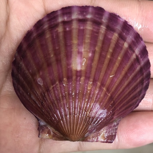 威海海湾扇贝 扇贝 威海港湾扇贝-小红贝（烧烤、清蒸、海鲜自）