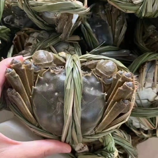 武汉 江苏兴化精品大闸蟹